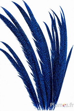 Fagiano dorato - 55-65 cm - blu
